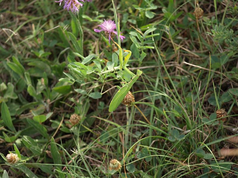 Copy of P9114389.JPG